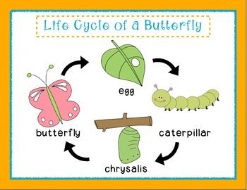 The Lifecycle of a Butterfly in 2nd Class!